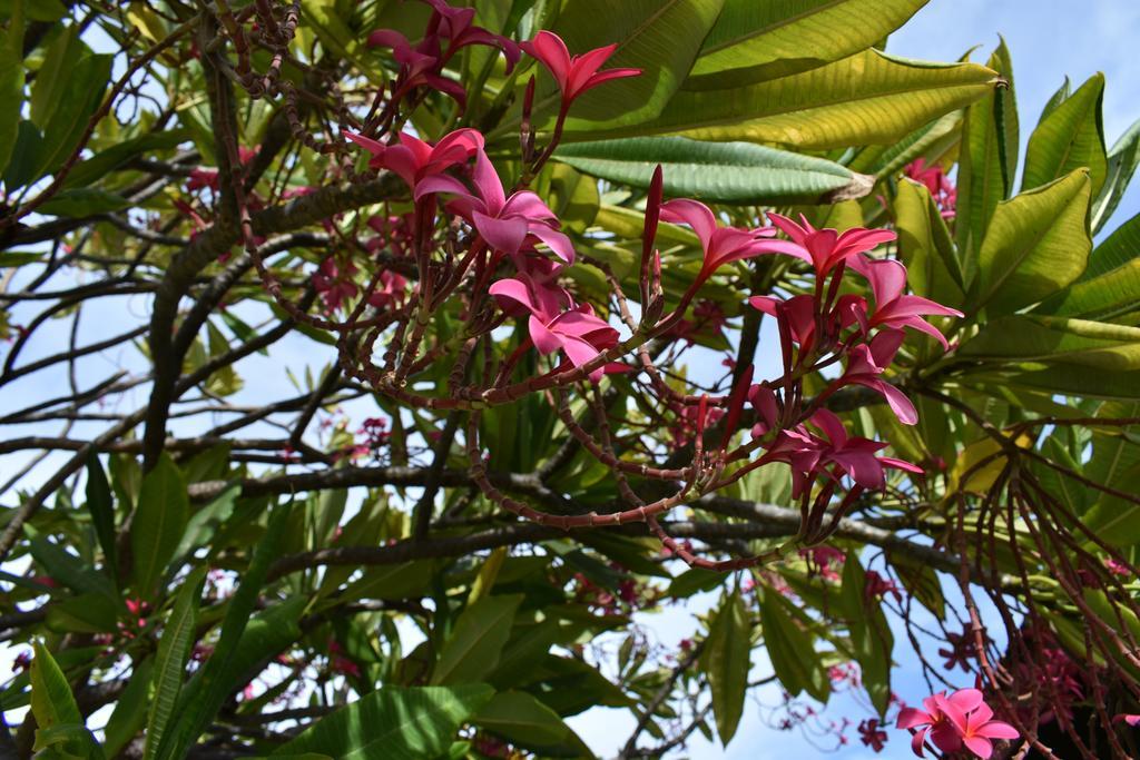 Nona Lani Cottages Kihei Εξωτερικό φωτογραφία