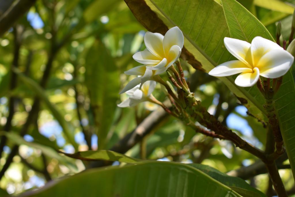 Nona Lani Cottages Kihei Εξωτερικό φωτογραφία