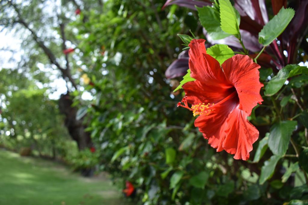 Nona Lani Cottages Kihei Εξωτερικό φωτογραφία